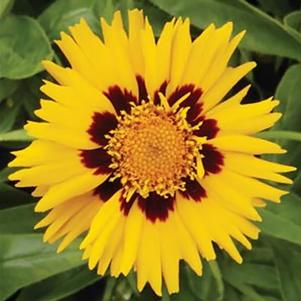 SUNFIRE TICKSEED